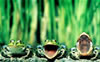 Description: E:\TCBA\TCBA Web\photogallery\thumbnails\Chorus Frogs_jpg.jpg