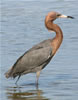 Description: E:\TCBA\TCBA Web\photogallery\thumbnails\Shorebird_jpg.jpg